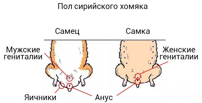 Як відрізнити хом'яка хлопчика від дівчинки &mdash; домашнього джунгарика, сирійського, маленького, новонародженого, дорослого: правила. Як визначити стать хом'яка: схема, фото, відео