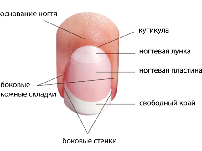 Що таке лунки на нігтях? Великі лунки на нігтях пальців рук і маленькі: значення для здоров'я