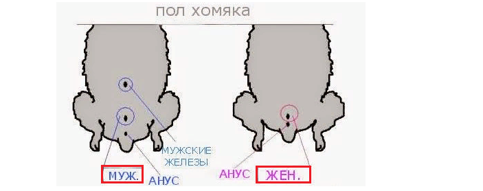 Як відрізнити хом'яка хлопчика від дівчинки &mdash; домашнього джунгарика, сирійського, маленького, новонародженого, дорослого: правила. Як визначити стать хом'яка: схема, фото, відео