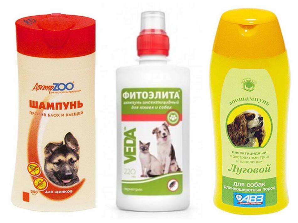 Як часто можна мити, купати собаку, чихуахуа, йорка? Чим і як купати собак? Огляд шампунів для собак від бліх, лупи, запаху