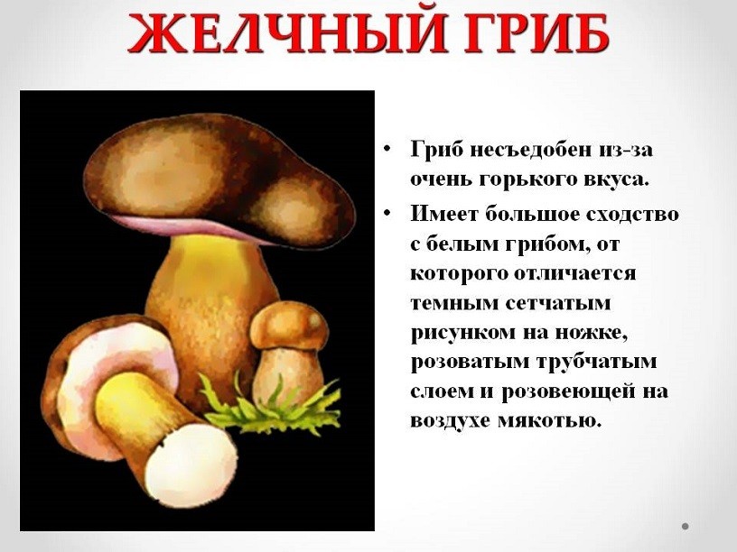 Гриби свинушки &mdash; їстівні і неїстівні: різновиди, коли з'являються, опис, фото. Гриби свинушки їстівні: користь і шкода, як виглядають, де ростуть? Як відрізнити тонку свинушку і товсту: порівняння, подібності та відмінності