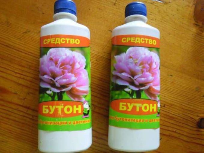 Як правильно поливати кімнатну орхідею під час цвітіння, взимку, влітку, після покупки, пересадки, в горщику в домашніх умовах бурштинової кислотою, часниковою водою, добривами і як часто? Як часто поливати орхідеї Фаленопсис в домашніх умовах?