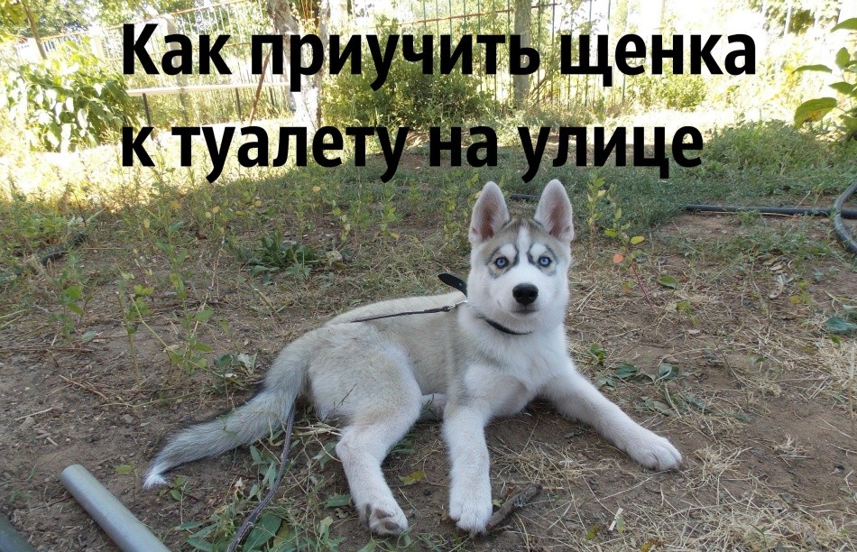 Як цуценя і дорослу собаку привчити до туалету на вулиці, відучити ходити в туалет вдома? Як привчити цуценя маленьких порід до туалету в квартирі на пелюшку? Коли щеня починає терпіти і проситися в туалет?