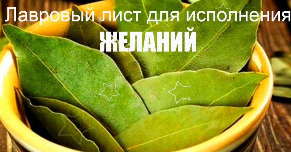 Лавровий лист в будинку: магічні властивості, прикмети. Як використовувати лавровий лист в магії грошей, любові, удачі, бажання, від псування і пристріту, як оберіг для захисту будинку від злих людей: обряди, ритуали і змови