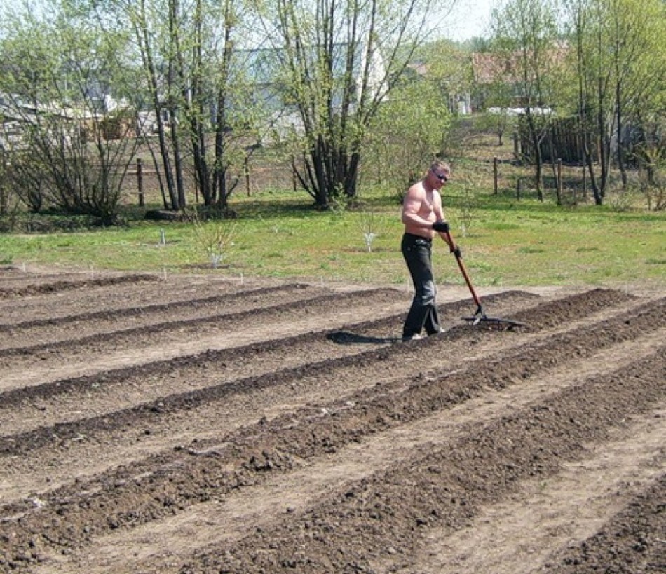 Підготовка цибулі, сімейного для посадки, посадка цибулі навесні у відкритий грунт на голівку і перо: терміни, опис технології. У чому замочити цибулю перед посадкою навесні: рецепт
