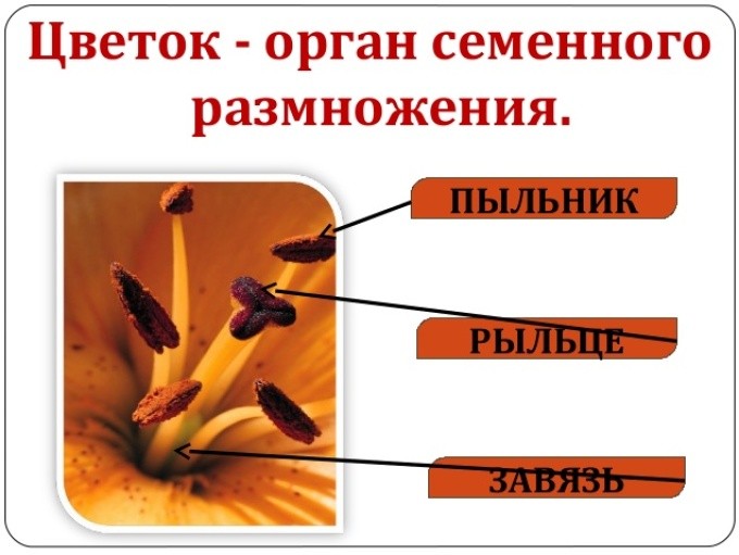 Які квітнуть рослини, квіти, дерева і чагарники ранньою весною до розпускання листя: назви, список, фото. Зацвітання рослин навесні до розпускання листя: яке у них запилення?