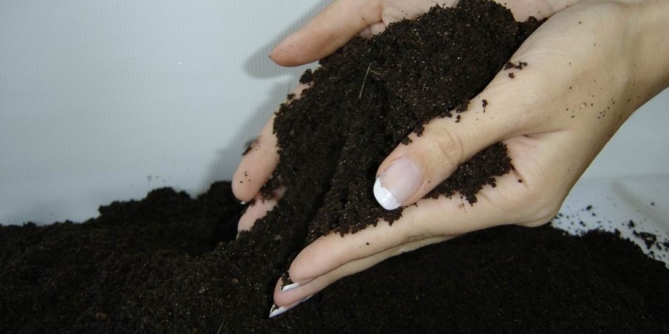 Каланхое квітучий &mdash; кімнатний квітка: як доглядати, обрізати, поливати в домашніх умовах? Каланхое &ndash; чи можна тримати вдома: значення квітки, прикмети і забобони