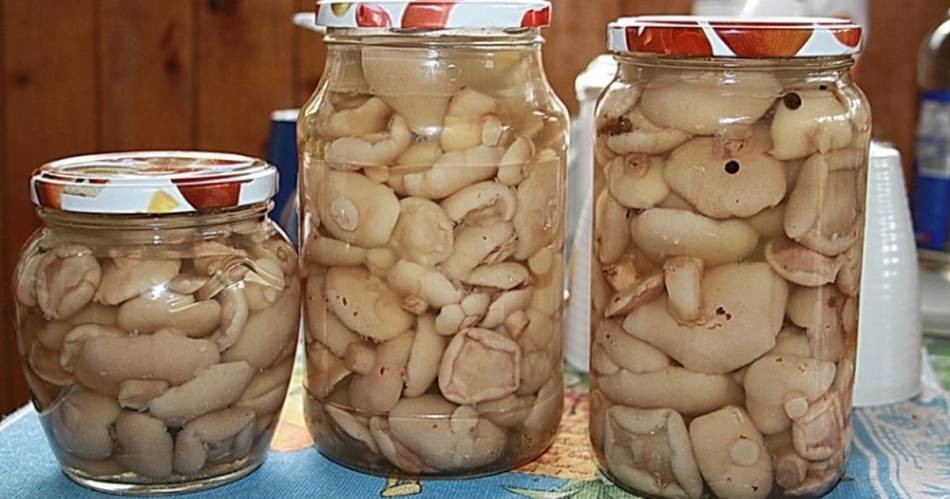 Мариновані гриби маслюки на зиму хрусткі, з часником, оцтом, в томаті з цибулею, насінням гірчиці, по-корейськи, зі стерилізацією і без стерилізації, холодним способом у банках: простий, смачний покроковий рецепт. Солянка з маслюками на зиму: смачний ре