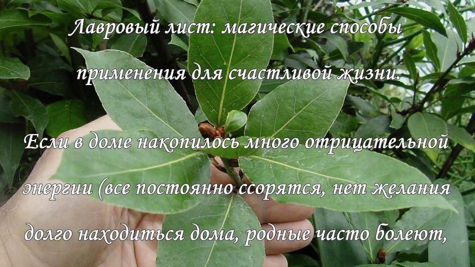 Лавровий лист в будинку: магічні властивості, прикмети. Як використовувати лавровий лист в магії грошей, любові, удачі, бажання, від псування і пристріту, як оберіг для захисту будинку від злих людей: обряди, ритуали і змови