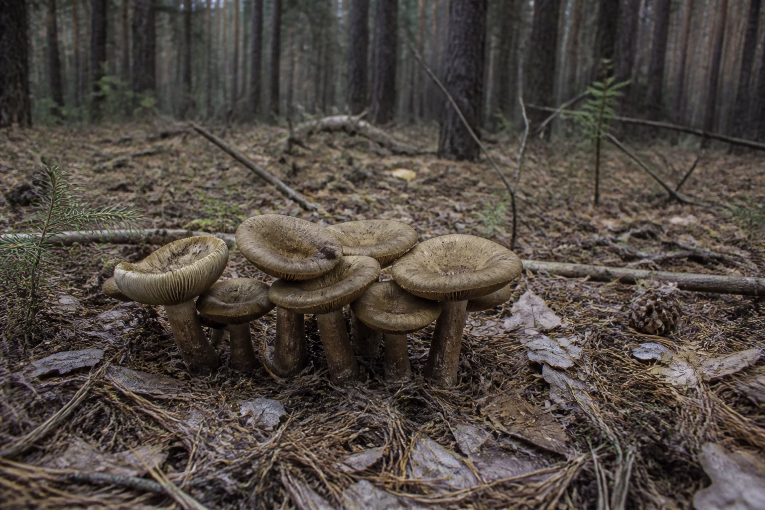 Група свинушок тонких (Paxillus involutus) серед опалого листя в хвойному лісі