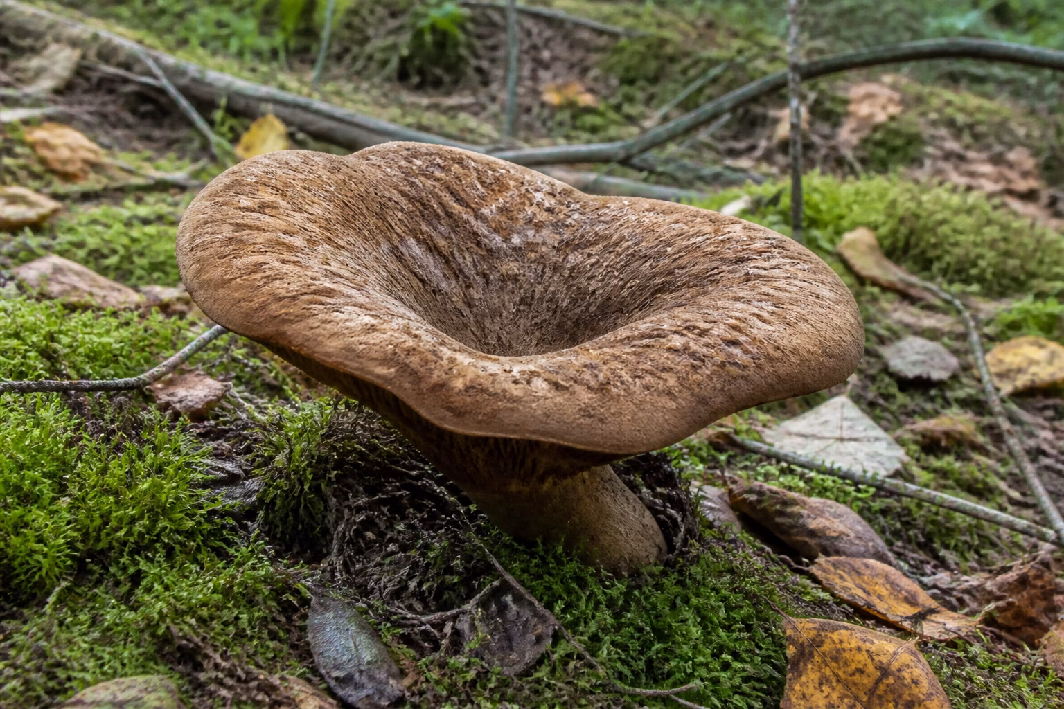 Свинушка товста (Tapinella atrotomentosa) на моховому лісовому ґрунті