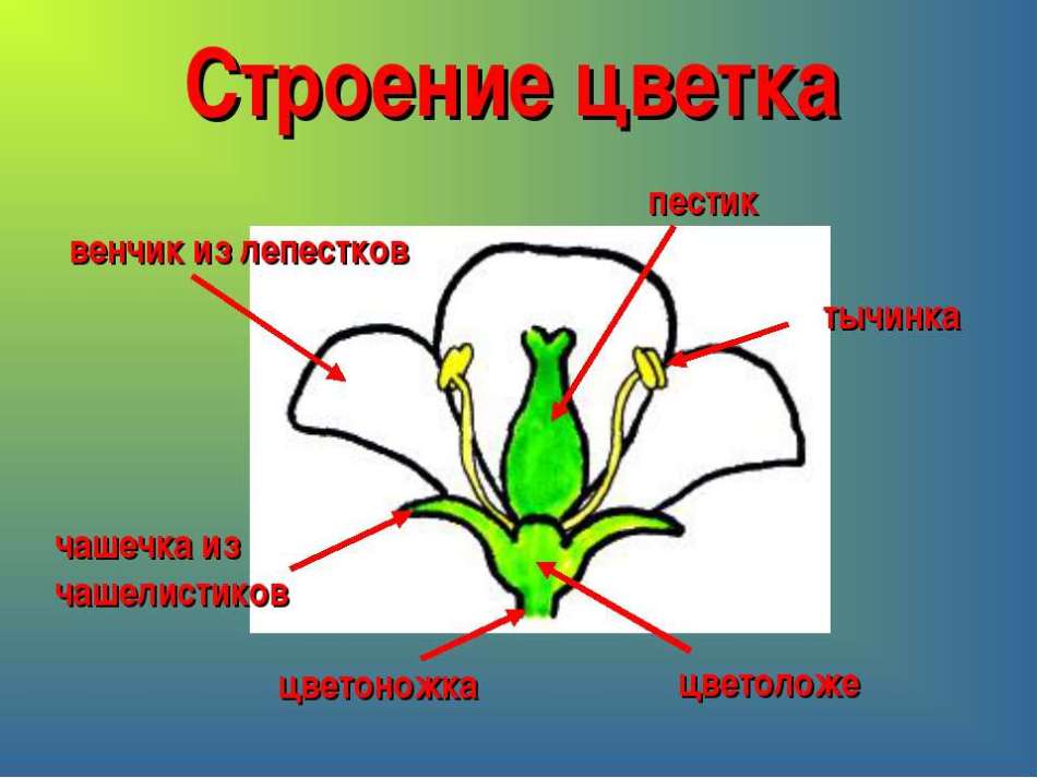 Пристосованість рослин до запиленню вітром, водою, комахами: чим характеризується? Суть пристосованості рослин до запиленню: повідомлення, опис, приклади. Висновок про пристосованість рослин до запиленню: опис