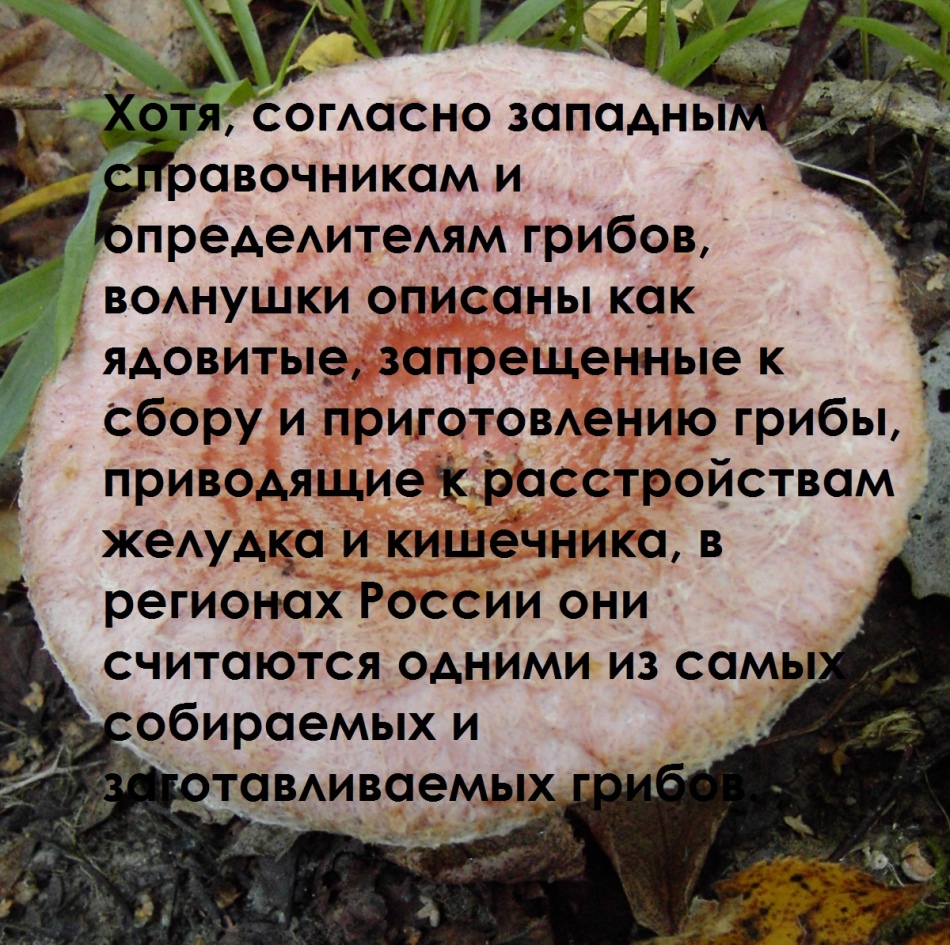 Гриби вовнянки: які бувають, їстівні чи ні, чим корисні? Як виглядають гриби вовнянки: фотографії грибів вовнянок з назвами. Де ростуть гриби вовнянки, коли з'являються, коли збирати? Як відрізнити гриби від вовнянок їстівних і помилкових?