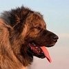 Як визначити породу собаки