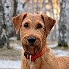 Як визначити породу собаки