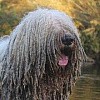 Як визначити породу собаки