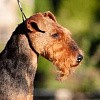 Як визначити породу собаки