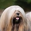 Як визначити породу собаки
