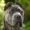 Як визначити породу собаки