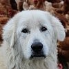 Як визначити породу собаки