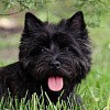 Як визначити породу собаки