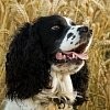 Як визначити породу собаки
