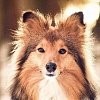 Як визначити породу собаки