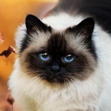 Характери кішок: види, темпераменти, приклади порід