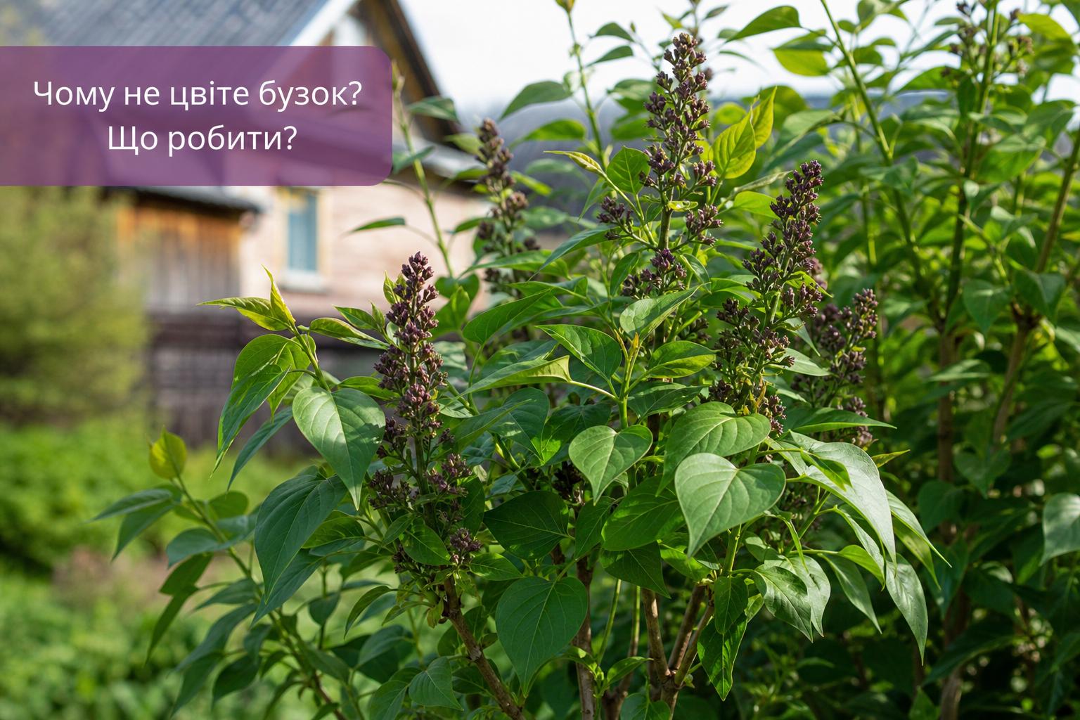 Чому не цвіте бузок, що робити, основні причини. Як стимулювати цвітіння бузку: радикальні та м’які методи