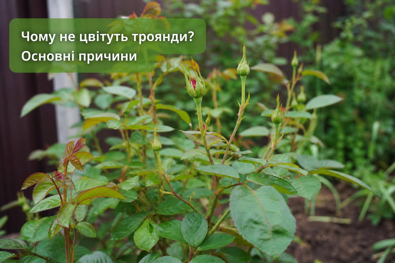 Чому не цвітуть троянди, і як це виправити,що робити, основні причини. Помилки при вирощуванні троянд: коли догляд іде не за планом